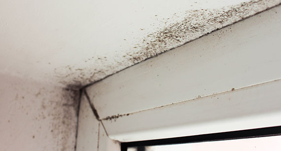 Mold Inspection