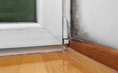 Five Signs of Mold in Your Home